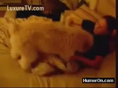 Hairy white pooch joins a dark brown in bed